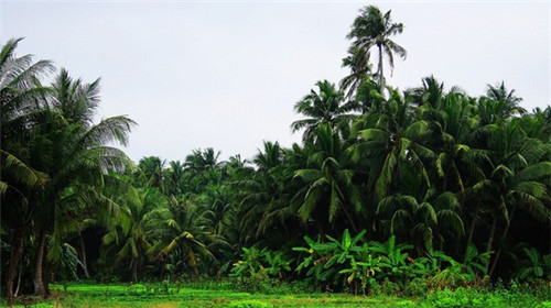 加盟胖子和瘦子披萨教技术吗