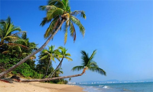 高参炒肉怎么炒好吃（什么叫高参）